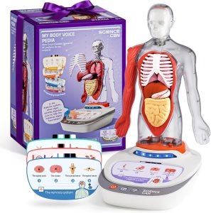 Science Can Human Body Model for Kids, Interactive Anatomy Learning Toys