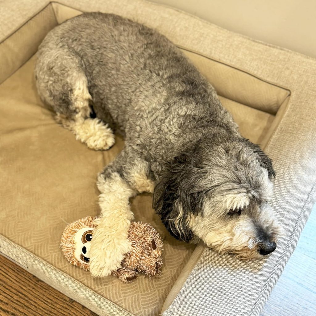 SPOT Fun Sloth Dog Toy – Soft, Stuffed, Squeaky, Plush Fabric Toy for Mini and Small Dogs and Puppies, Enrichment for Light Chewers and Cuddlers, 7in